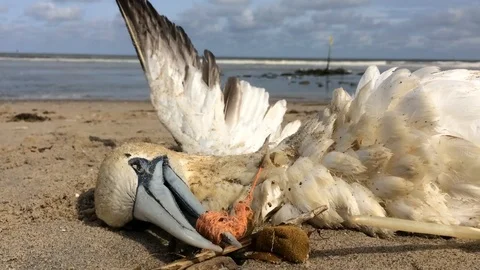 Northern gannet trapped in plastic Stock Footage