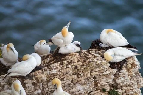 Northern Gannets with chick nesting on Scale Nab part of Bempton Cliffs, near Stock Photos