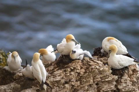 Northern Gannets with chick nesting on Scale Nab part of Bempton Cliffs, near Stock Photos