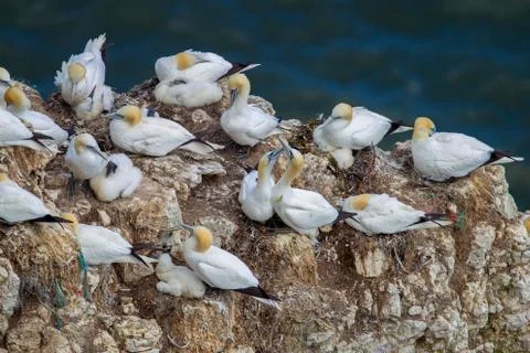 Northern Gannets with chick nesting on Scale Nab part of Bempton Cliffs, near Stock Photos