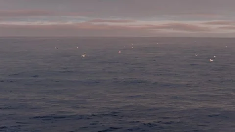 Northern Gannets Flying Over Atlantic Ocean at Twilight Newfoundland Stock Footage 342575812