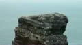 Northern Gannets at Helgoland HD Footage