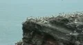 Northern Gannets at Helgoland HD Footage