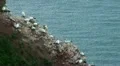 Northern Gannets at Helgoland HD Footage