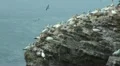Northern Gannets at Helgoland HD Footage