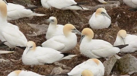 Northern Gannets mutual preening Stock Footage 64824049