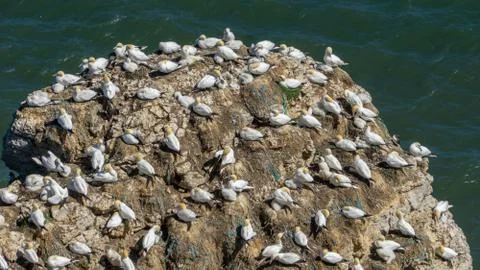 Northern Gannets nesting on Scale Nab part of Bempton Cliffs, near Flamboroug Stock Photos