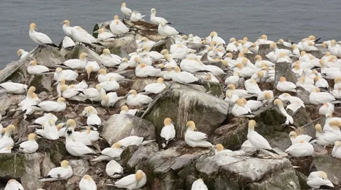 Northern Gannets at nests Stock Footage 64824011