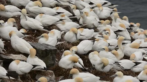Northern Gannets at nests 動画素材 64824226