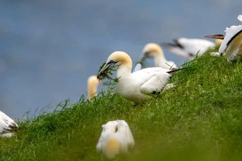 Northern Gannets picking up grass with there beaks on near Bempton Cliffs, ne Stock Photos