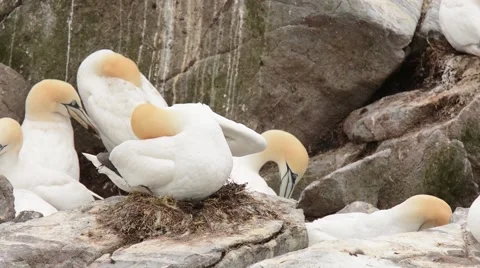 Northern Gannets preening Stock-Footage 64824118