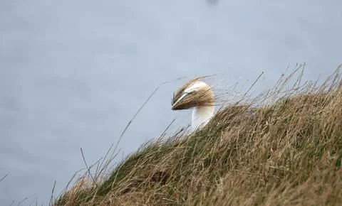 Northern gannets in Yorkshire Stock Photos