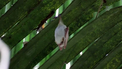Northern Ghost Bat hanging under leaf for cover Video stock 152498808
