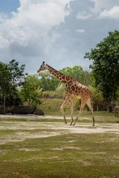 A Northern giraffe walking  in captivity Stock Photos