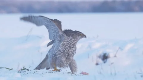 Northern goshawk and rough-legged buzzard. Birds of prey in winter. Stock Footage 148317808
