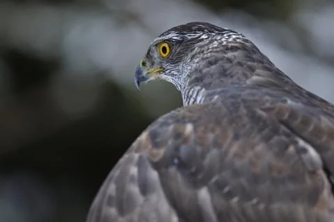 Northern Goshawk from left back side Stock Photos