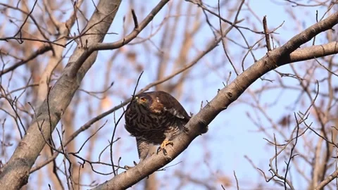 Northern Goshawk Perched on Tree Branch Looking Around, 4K Close-up 스톡 동영상 331051096