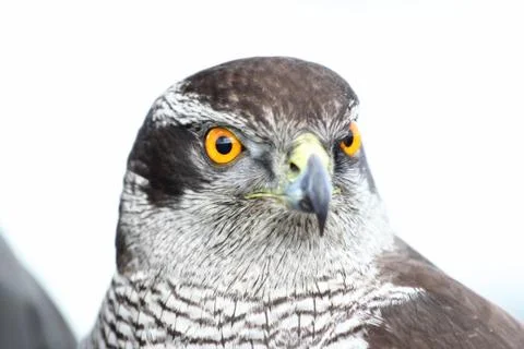 Northern  goshawk Stock Photos