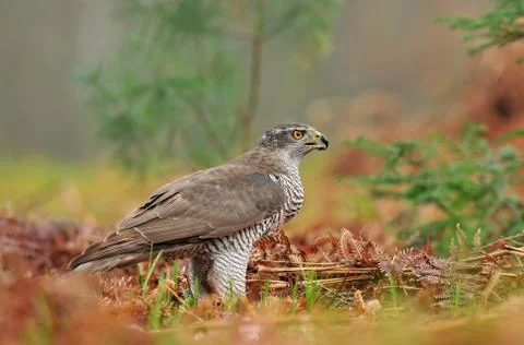 Northern goshawk Foto stock