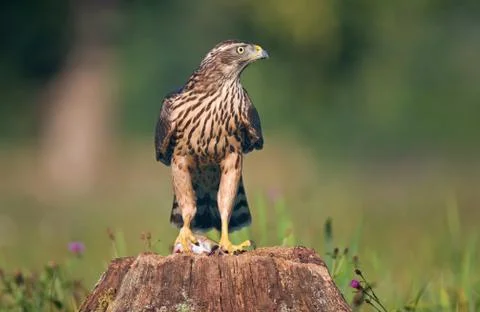 Northern goshawk Foto stock