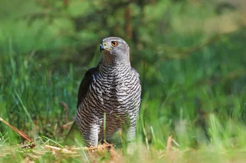 Northern goshawk Stock Photos