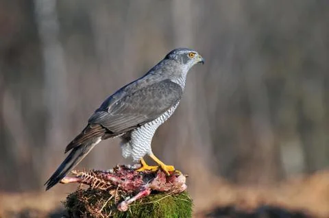 Northern goshawk Stock Photos
