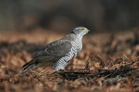 Northern goshawk Stock Photos