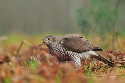Northern goshawk Foto stock