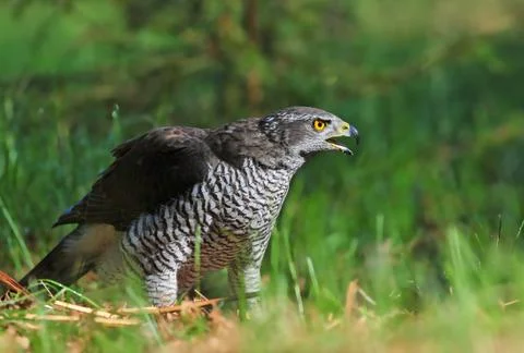 Northern goshawk Stock Photos