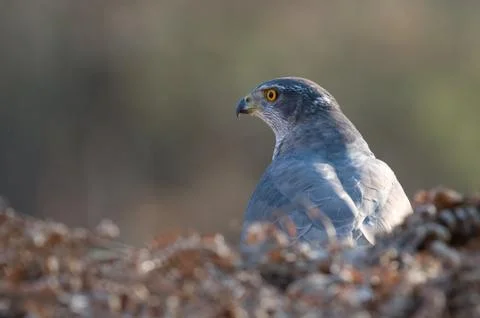 Northern goshawk Stock Photos