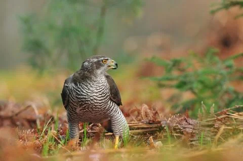 Northern goshawk Stock Photos