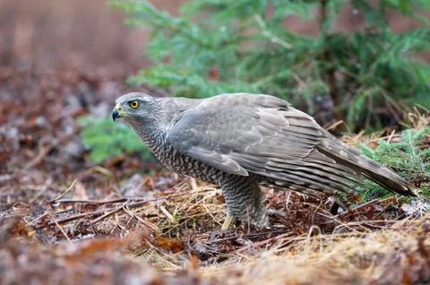 Northern goshawk Foto stock