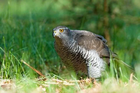 Northern goshawk Foto stock