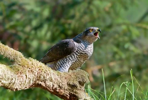 Northern goshawk Foto stock