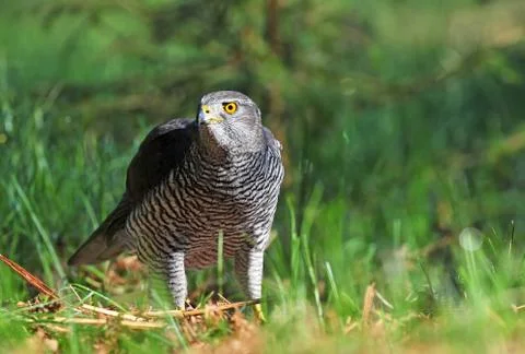 Northern goshawk Foto stock
