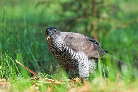 Northern goshawk Stock Photos