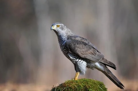Northern goshawk Stock Photos