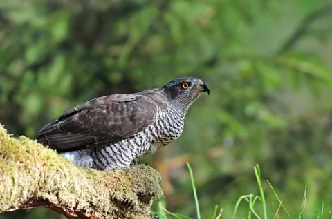 Northern goshawk Stock Photos