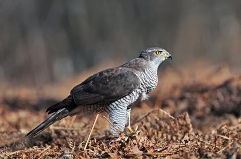 Northern goshawk Foto stock
