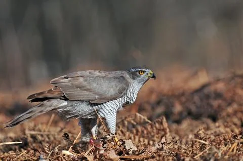 Northern goshawk Foto stock
