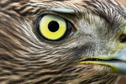 Northern Goshawk Stock Photos