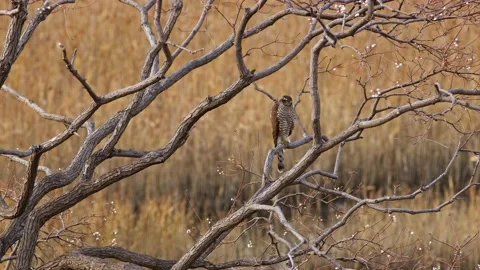 A Northern Goshawk Resting in a Tree. Stock Footage 228655603