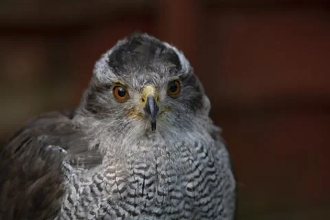 The Northern Goshawk, specifically the Eurasian Goshawk (Astur gentilis). Stock Photos