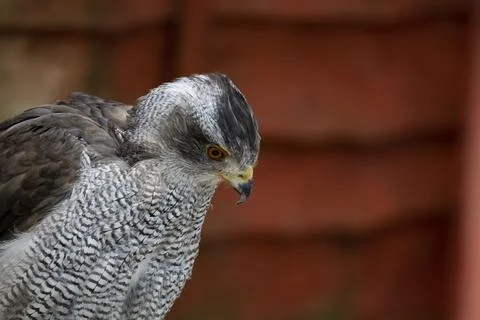 The Northern Goshawk, specifically the Eurasian Goshawk (Astur gentilis). Stock Photos
