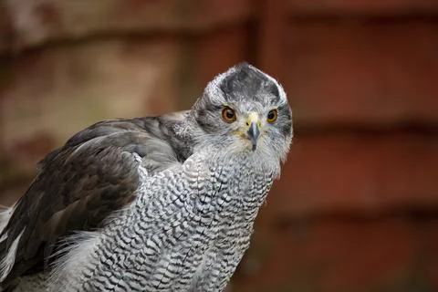 The Northern Goshawk, specifically the Eurasian Goshawk (Astur gentilis). Stock Photos