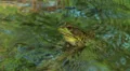 Northern Green Frog (Rana clamitans melanota) - Male 1 HD Footage
