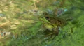 Northern Green Frog (Rana clamitans melanota) - Male 2 HD Footage
