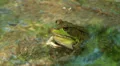 Northern Green Frog (Rana clamitans melanota) - Male 3 HD Footage