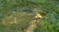 Northern Green Frog (Rana clamitans melanota) - Male 4 HD Footage
