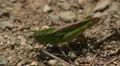 Northern Green-striped Grasshopper - Female Ovipositing 1 HD Footage